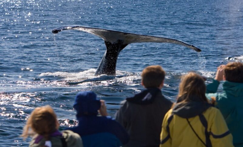 Juneau: Whale Watching and Wildlife Cruise With Local Guide - Customer Feedback