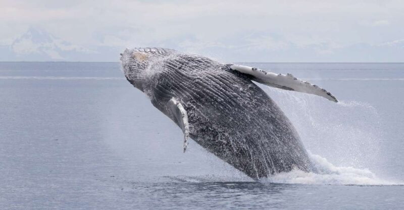 Juneau: Whale Watching and Wildlife Cruise With Local Guide - Frequently Asked Questions