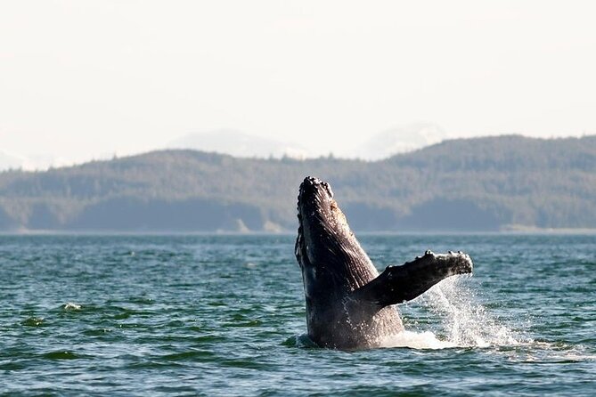 Juneau Wildlife Whale Watching & Mendenhall Glacier - Itinerary Details