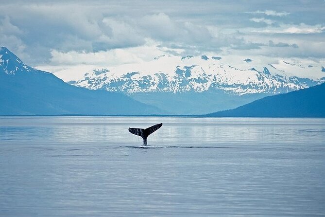 Juneau Wildlife Whale Watching & Mendenhall Glacier - Accessibility and Policies
