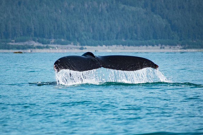 Juneaus Premier Whale Watching - Highlights of the Whale Watching Experience