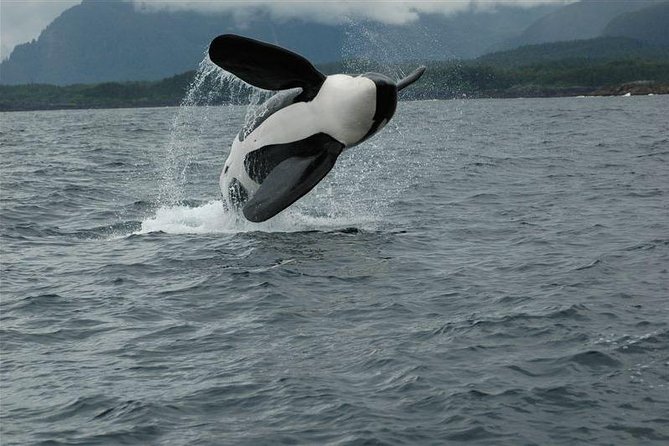 Juneaus Premier Whale Watching - Accessibility and Weather Considerations