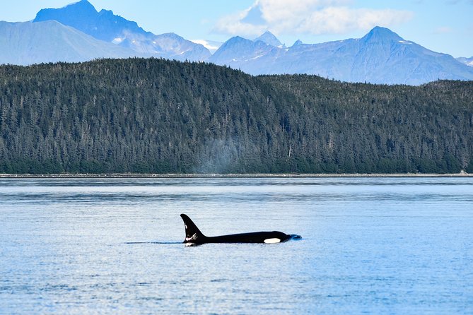 Juneaus Premier Whale Watching - Traveler Capacity and Group Size