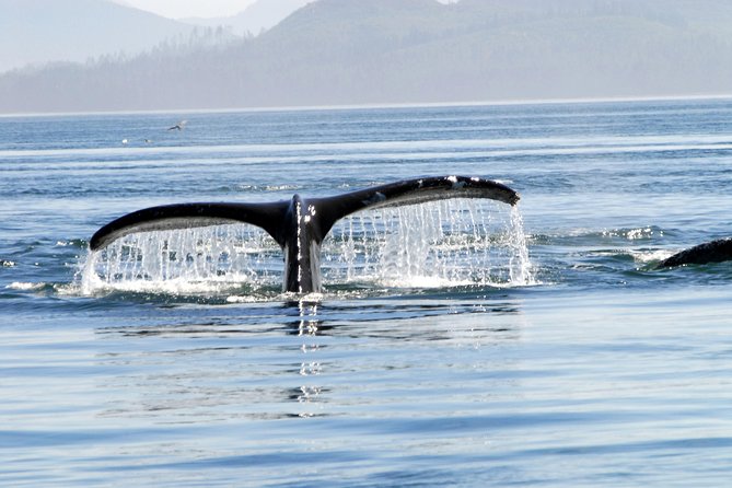 Juneaus Premier Whale Watching - Cancellation and Refund Policy