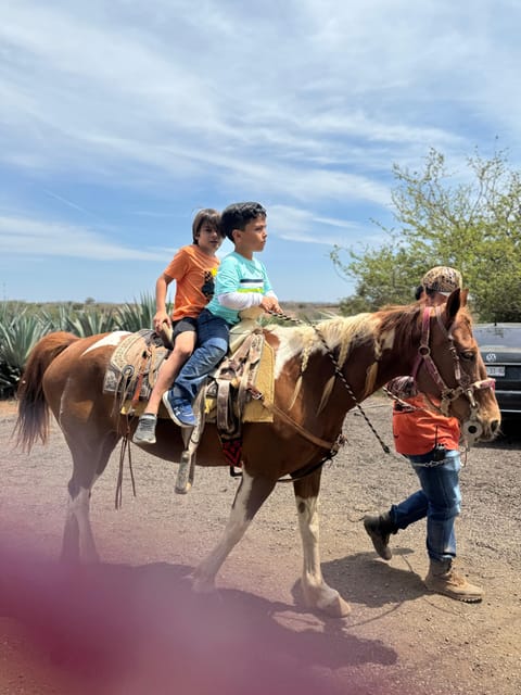 Jungle and Beach Horse Ride + Lunch + Mezcal - Pickup and Return