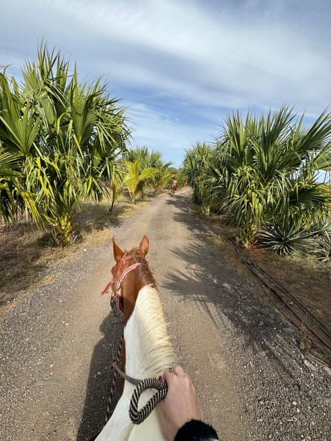 Jungle and Beach Horse Ride + Lunch + Mezcal - Dining and Mezcal Tastings