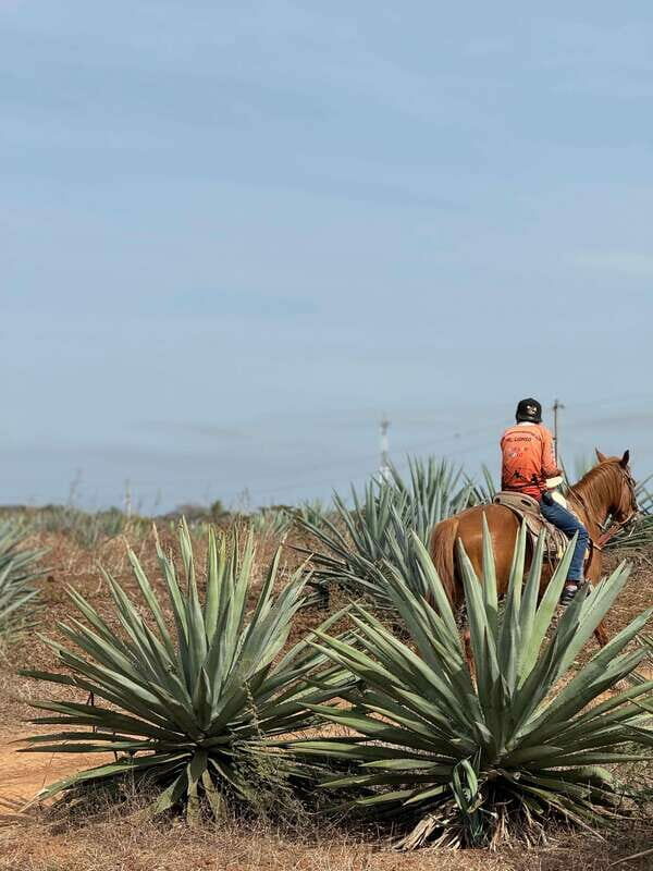 Jungle and beach horseback ride + lunch + mezcal - Who Should Consider This Tour?