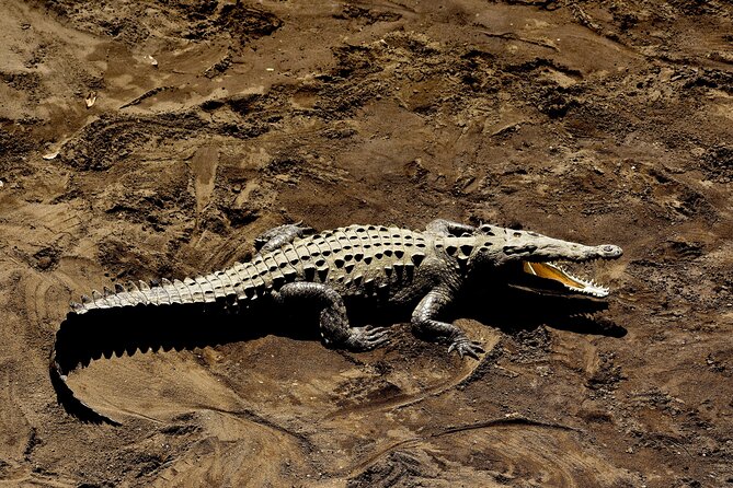 Jungle Crocodile & Carara National Park-Punta Arenas Highlights - Tropical Fruit Stop
