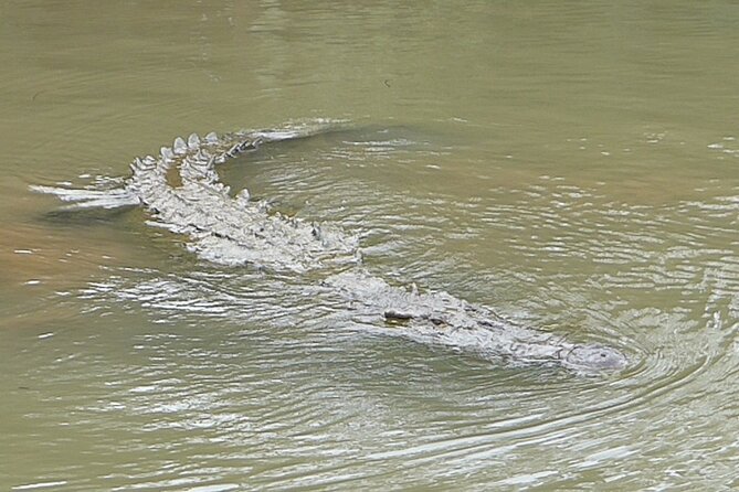 Jungle Crocodile Safari and Bird Watching Tour - Traveler Feedback and Experiences