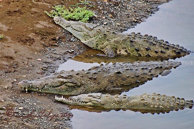 Jungle Crocodile Safari - Punta Arenas Highlights - Itinerary Highlights