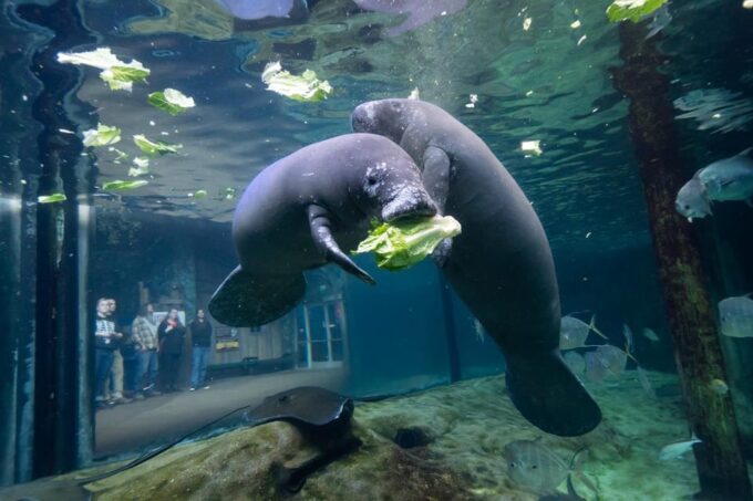 Jungle Explorer 6 Days - Sunrise Tour and Rescue Center