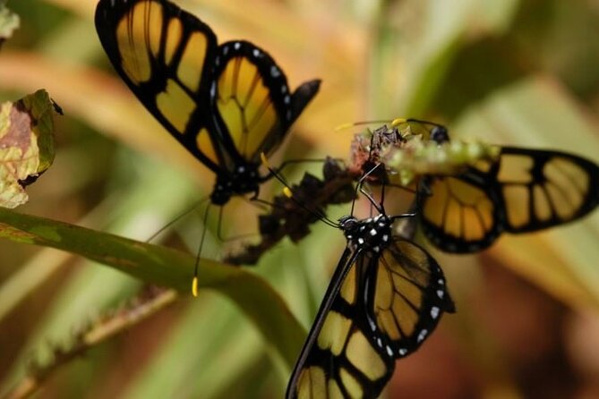 Jungle Fly: Adventure at the Jungle in Iguazu - Pickup and Accessibility