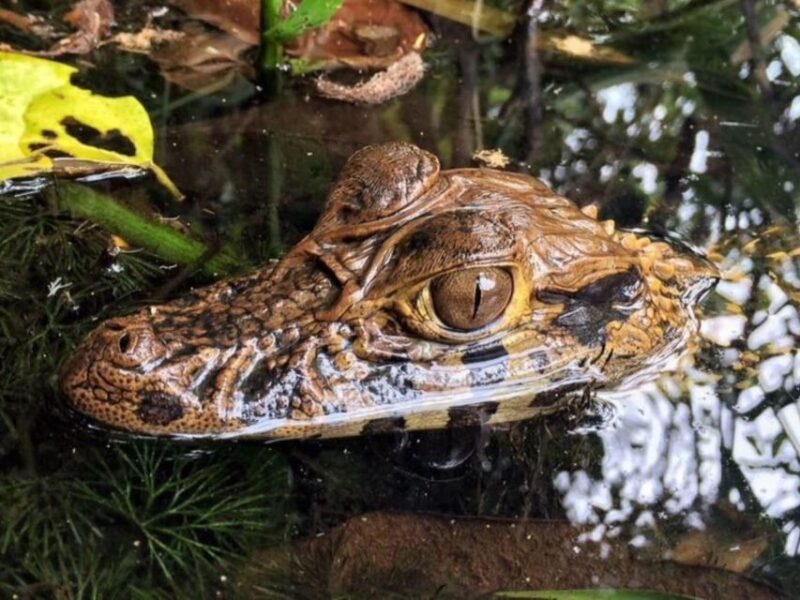 Jungle Iquitos 3D |Boating+Piranha Fishing+Night Excursion| - Itinerary Highlights for Day 1