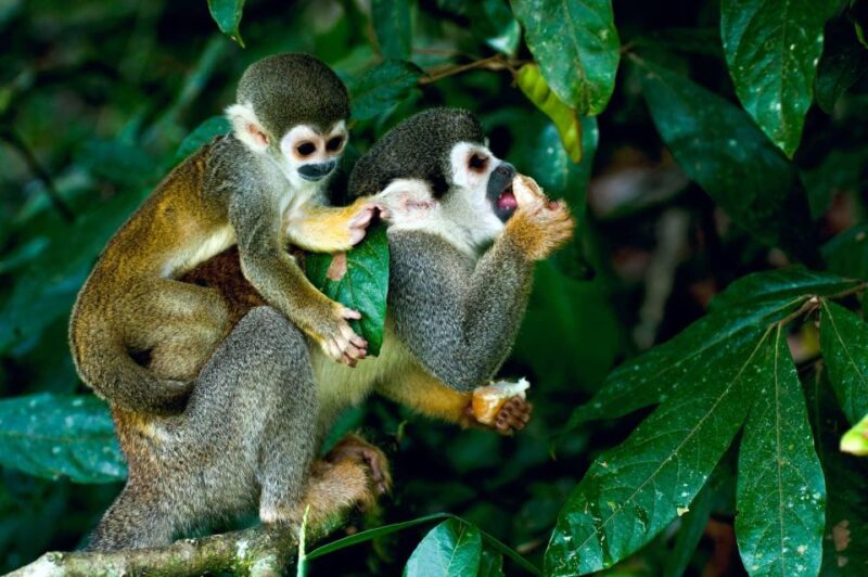 Jungle Iquitos 3D |Boating+Piranha Fishing+Night Excursion| - Itinerary Highlights for Day 3