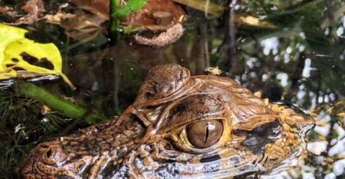 Jungle Iquitos 3D |Boating+Piranha Fishing+Night Excursion| - Suitability and Weather Conditions