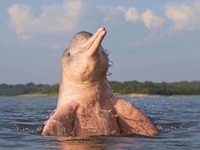 Jungle Iquitos 3D |Boating+Piranha Fishing+Night Excursion| - Customer Feedback and Review
