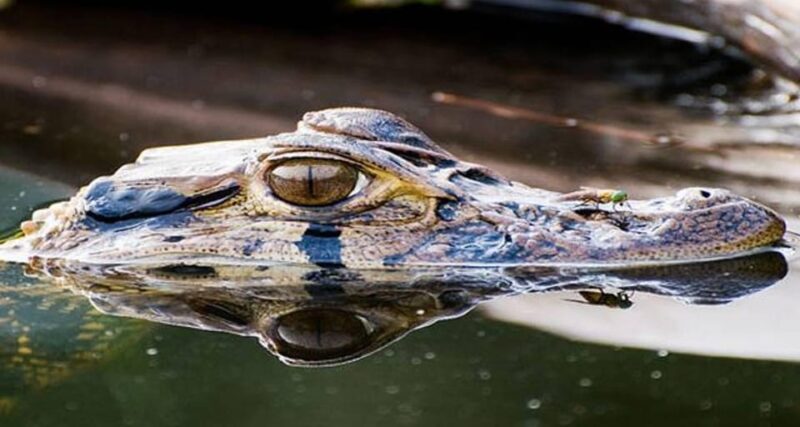 Jungle Iquitos 3D |Boating+Piranha Fishing+Night Excursion| - Key Points