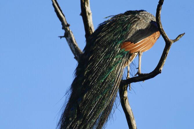 Jungle Jewel Safari Udawalawe - Booking and Cancellation Policy
