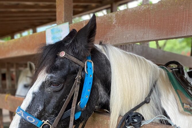 Jungle Life - Inclusions and Details