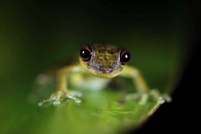 Jungle Night Tour - Pricing and Availability