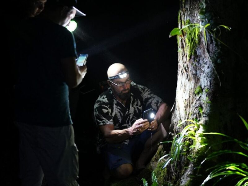 Jungle Night Tour : Finding Snakes and Night Species - Experience Highlights