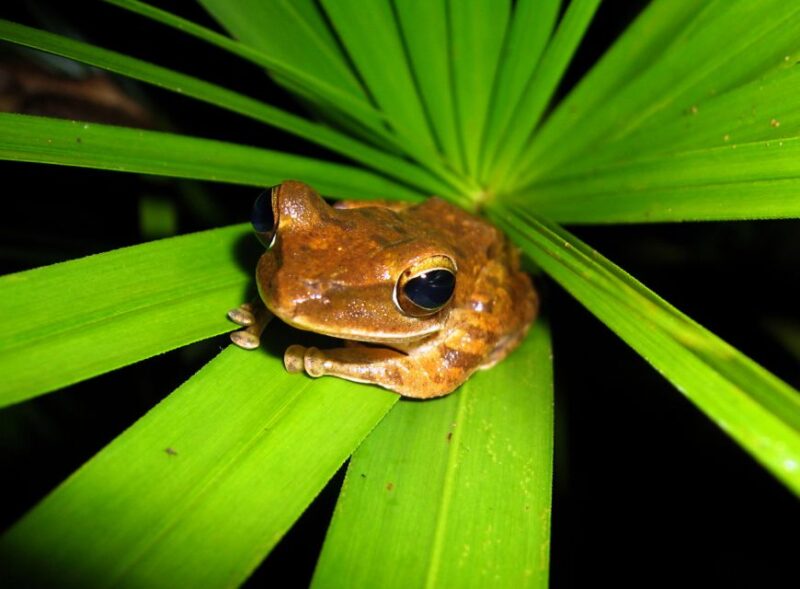 Jungle Night Tour : Finding Snakes and Night Species - Tour Itinerary