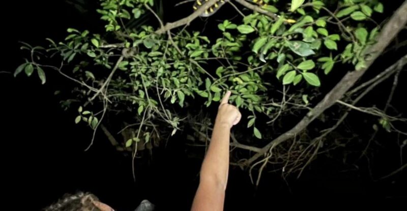 Jungle Night Tour : Finding Snakes and Night Species - Inclusions and Restrictions