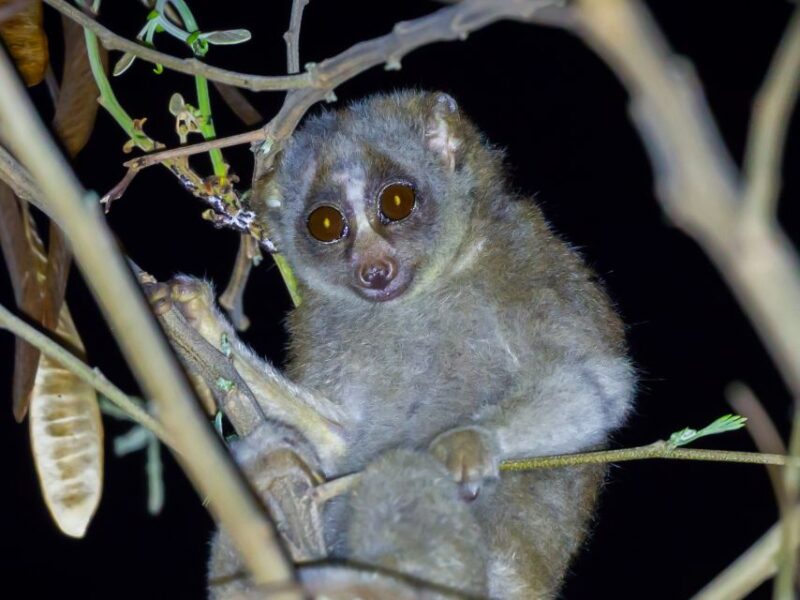 Jungle Night Tour : Finding Snakes and Night Species - Customer Feedback