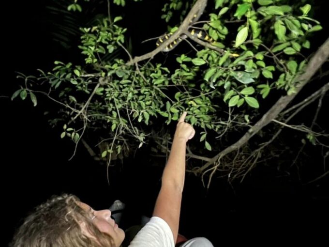 Jungle Night Tour : Finding Snakes and Night Species - Safety Considerations