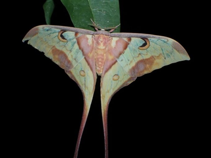 Jungle Night Tour : Finding Snakes and Night Species - What to Expect