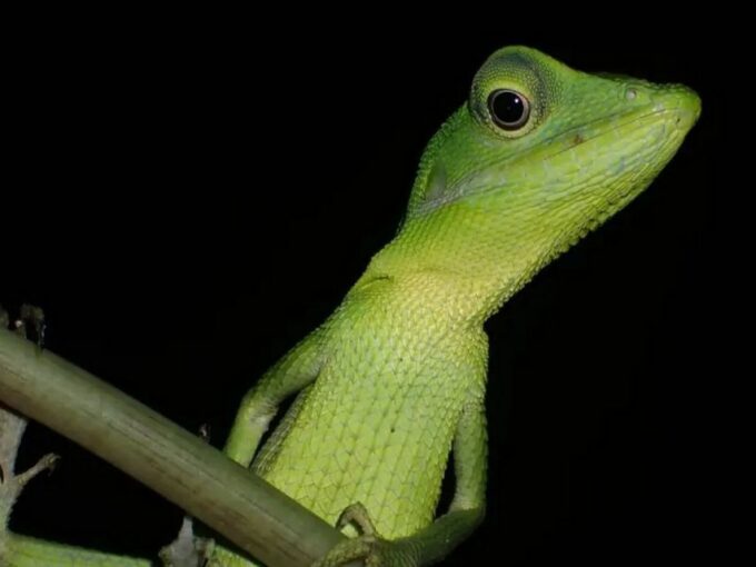 Jungle Night Tour : Finding Snakes and Night Species - Tour Booking Information