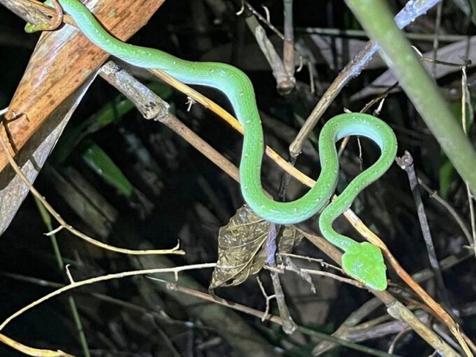 Jungle Night Tour : Finding Snakes and Night Species - Frequently Asked Questions