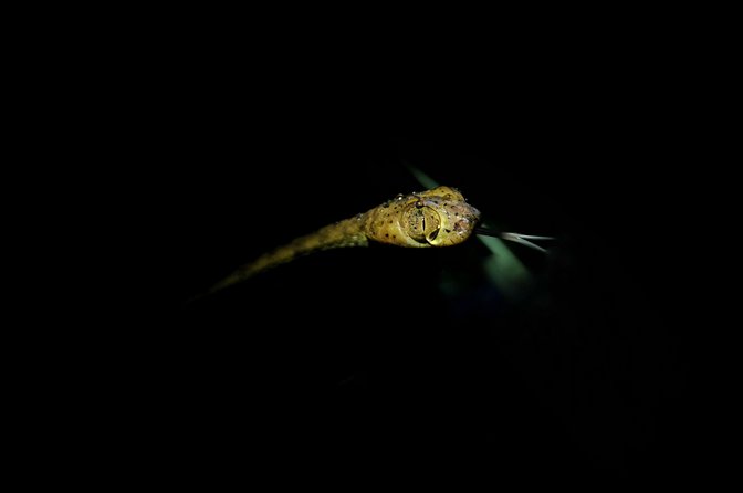 Jungle Night Tour Manuel Antonio - Key Points