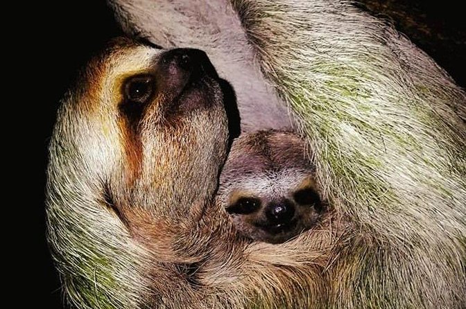 Jungle Night Tour Manuel Antonio - Meeting and Pickup Details
