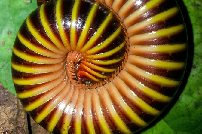Jungle Night Tour Manuel Antonio - Tour Inclusions