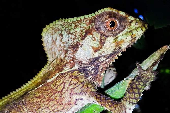 Jungle Night Tour Manuel Antonio - Cacao Plantation Visit