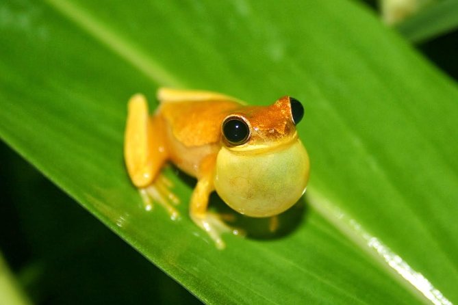 Jungle Night Tour Manuel Antonio - Booking Confirmation