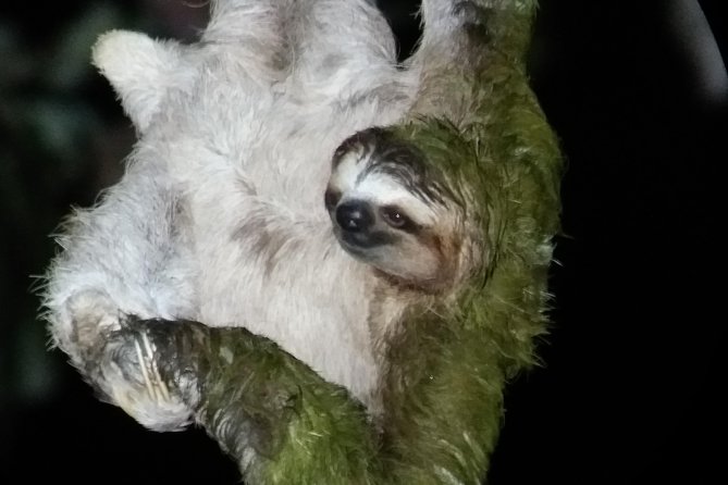 Jungle Night Tour Manuel Antonio - Positive Guest Reviews