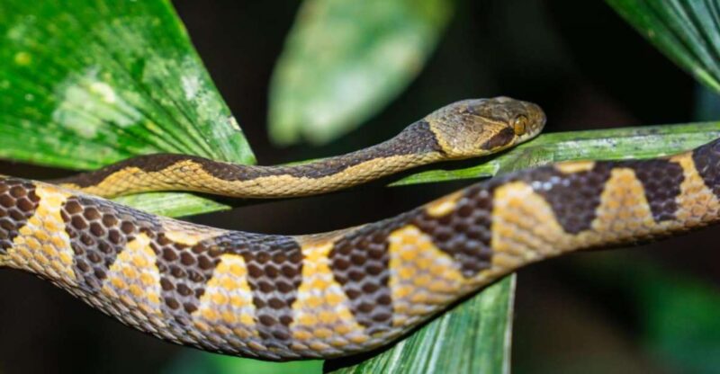 Jungle Night Walk/ Nocturnal Wildlife and Jungle Sounds - Experience Highlights