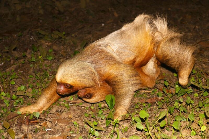 Jungle Night Walk/ Nocturnal Wildlife and Jungle Sounds - Logistics and Inclusions