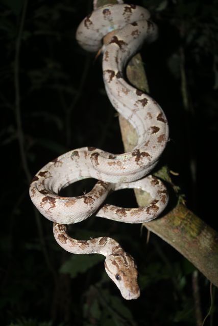 Jungle Night Walk/ Nocturnal Wildlife and Jungle Sounds - Customer Feedback
