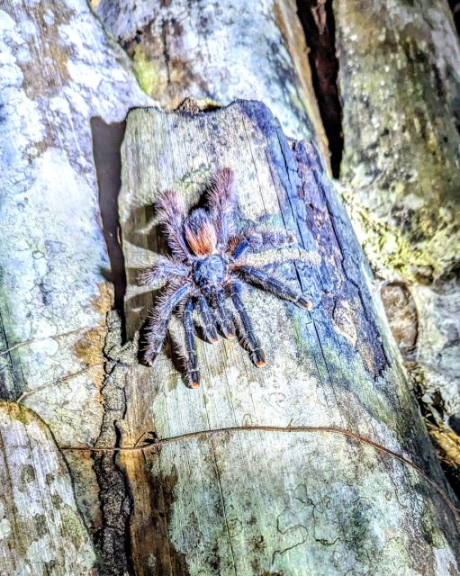 Jungle Night Walk/ Nocturnal Wildlife and Jungle Sounds - Nocturnal Wildlife Sightings