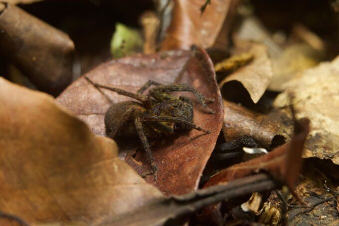 Jungle Night Walk/ Nocturnal Wildlife and Jungle Sounds - Immersive Jungle Experience