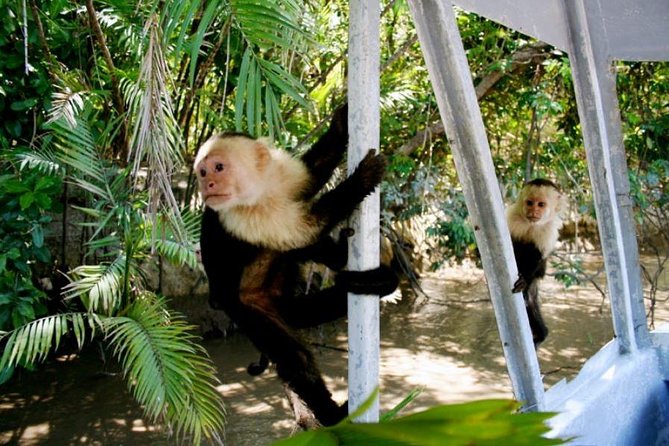 Jungle River Cruise and Coffee Tour - Spotting Wildlife in the Jungle