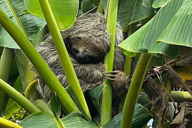 Jungle River, Sloth Sanctuary and Poisonous Frogs. - Key Points