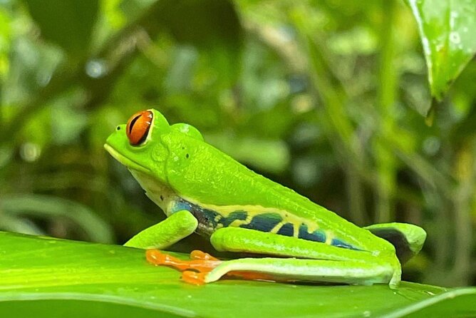 Jungle River, Sloth Sanctuary and Poisonous Frogs. - Jungle River Tour