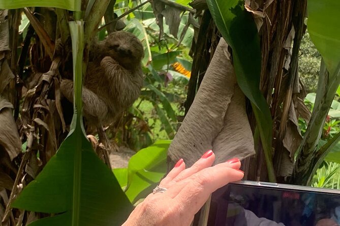 Jungle River, Sloth Sanctuary and Poisonous Frogs. - Customer Feedback