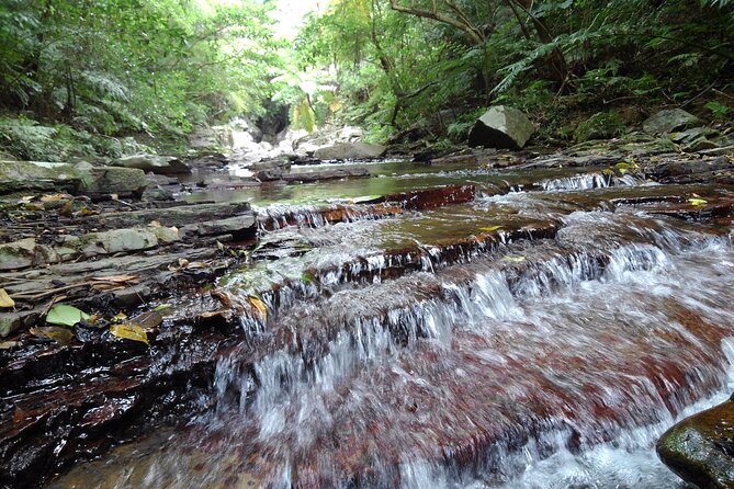 Jungle River Trek: Private Tour in Yanbaru, North Okinawa - Suitable Attire and Gear