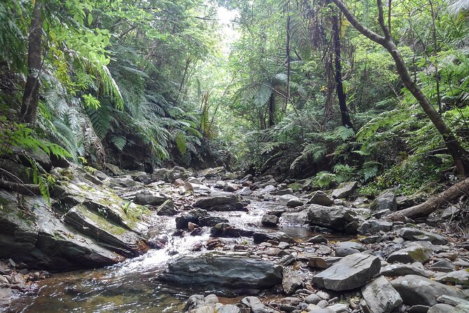 Jungle River Trek: Private Tour in Yanbaru, North Okinawa - Tour Accessibility and Restrictions