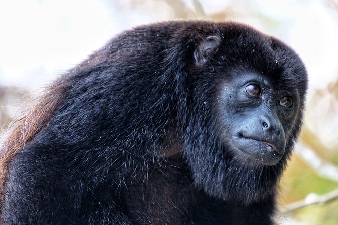 Jungle Safari at the Panama Canal - Key Points